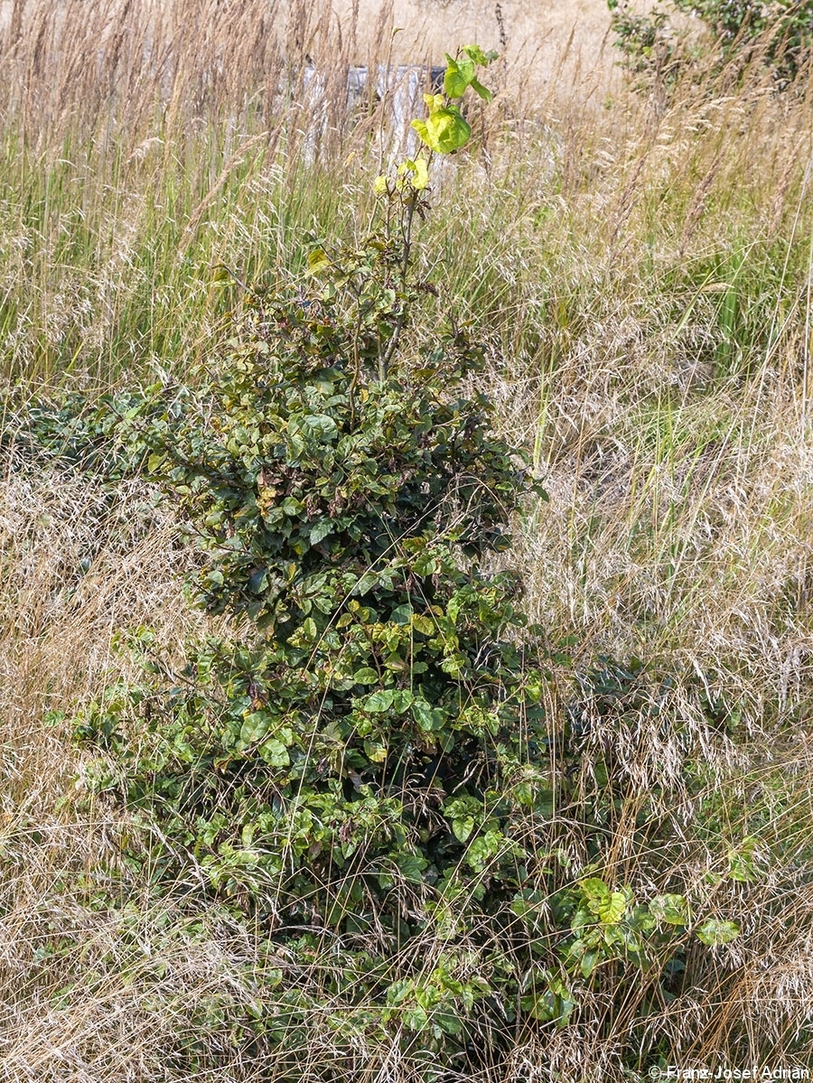 Harz_Wildverbiss_2