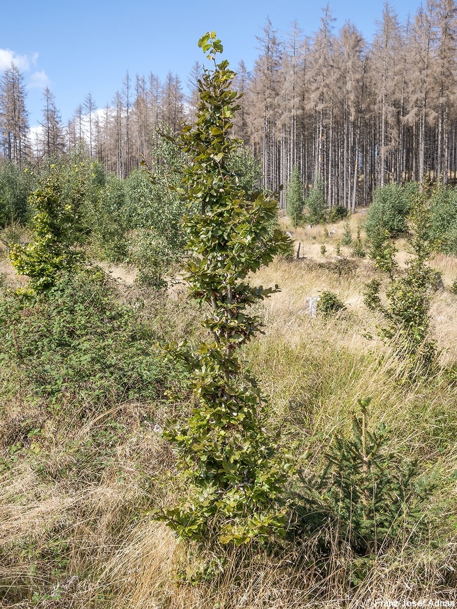 Harz_Wildverbiss_3
