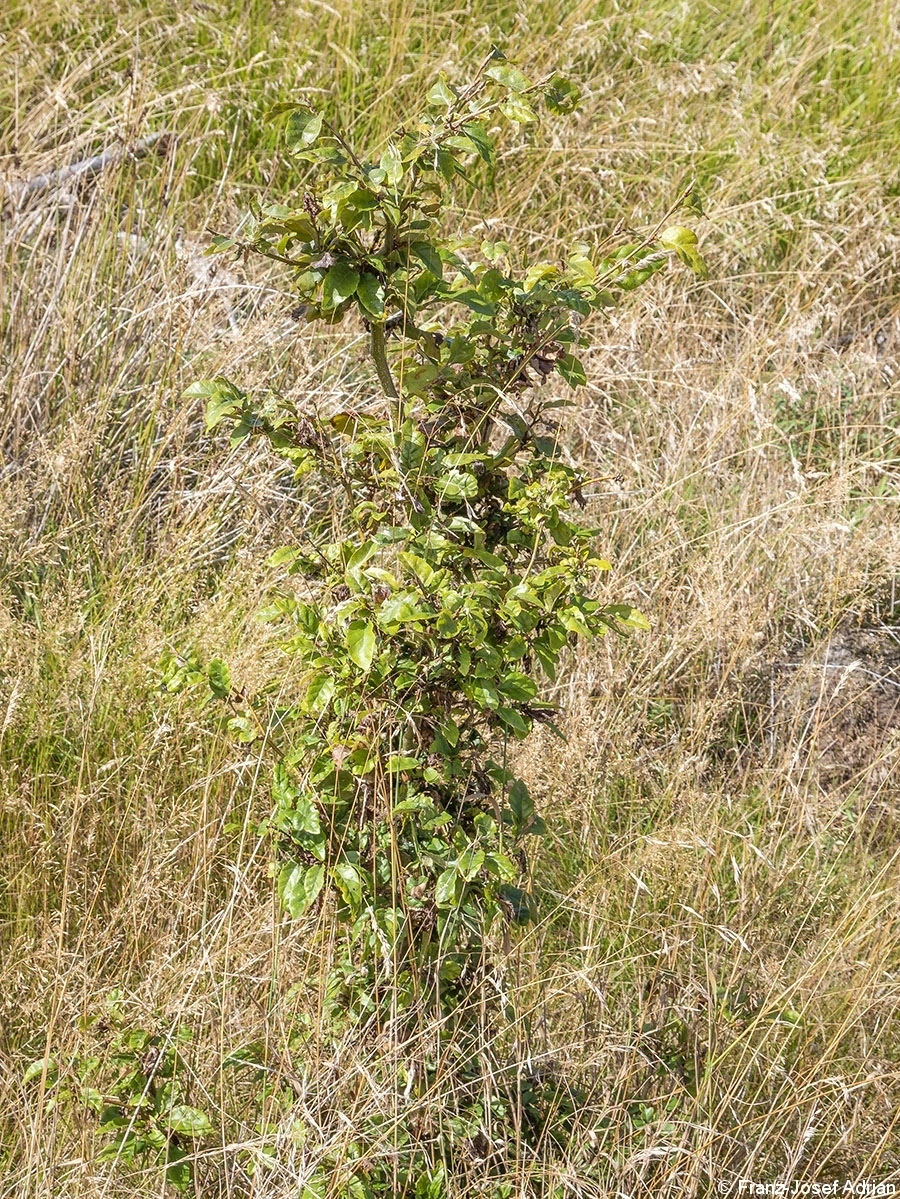 Harz_Wildverbiss_4