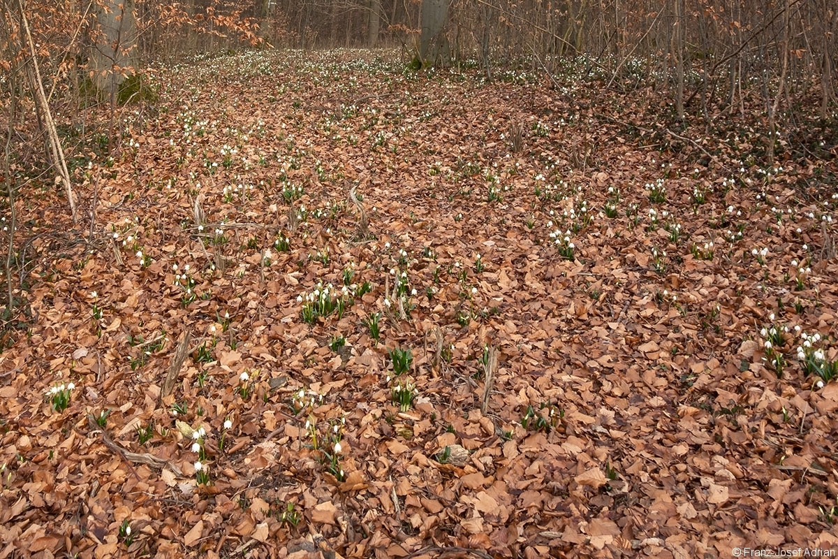 Maerzenbecher_08