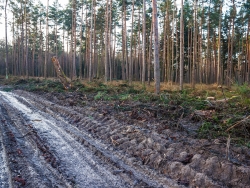 Erntemaschinen zerstören neben dem Forstweg den Waldboden
