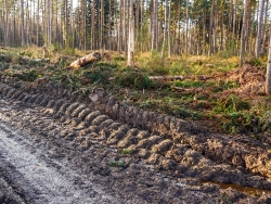 tiefe Fahrspuren im vermatschten Waldboden neben dem Forstweg