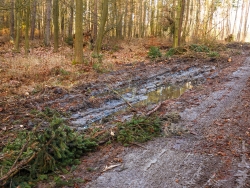 Zerstörung des Waldbodens durch Holzlagerplatz neben dem Forstweg