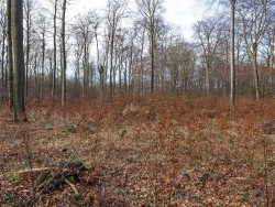 künstliche statt Naturverjüngung