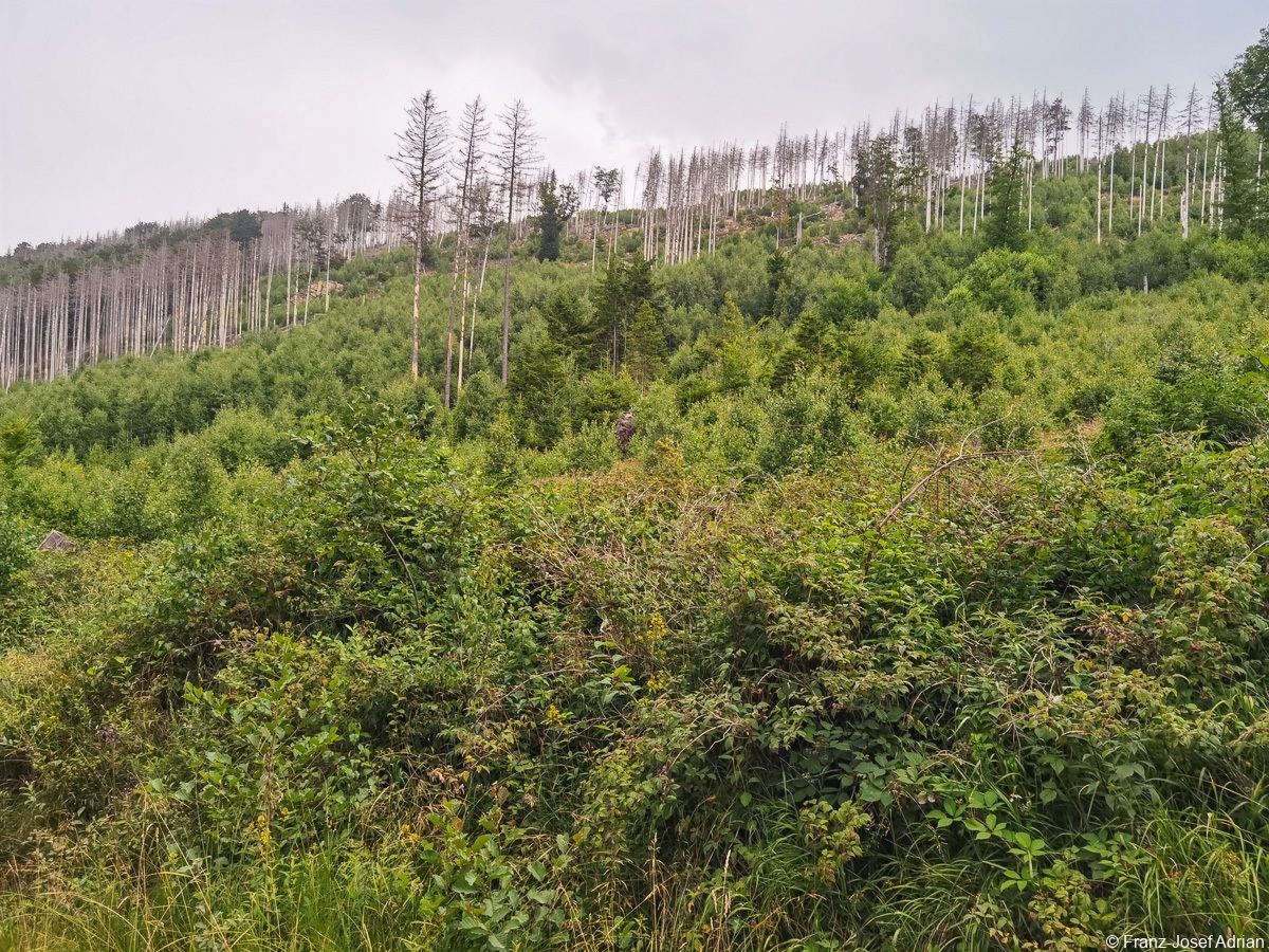 Plessenburg_Birkenwald-2