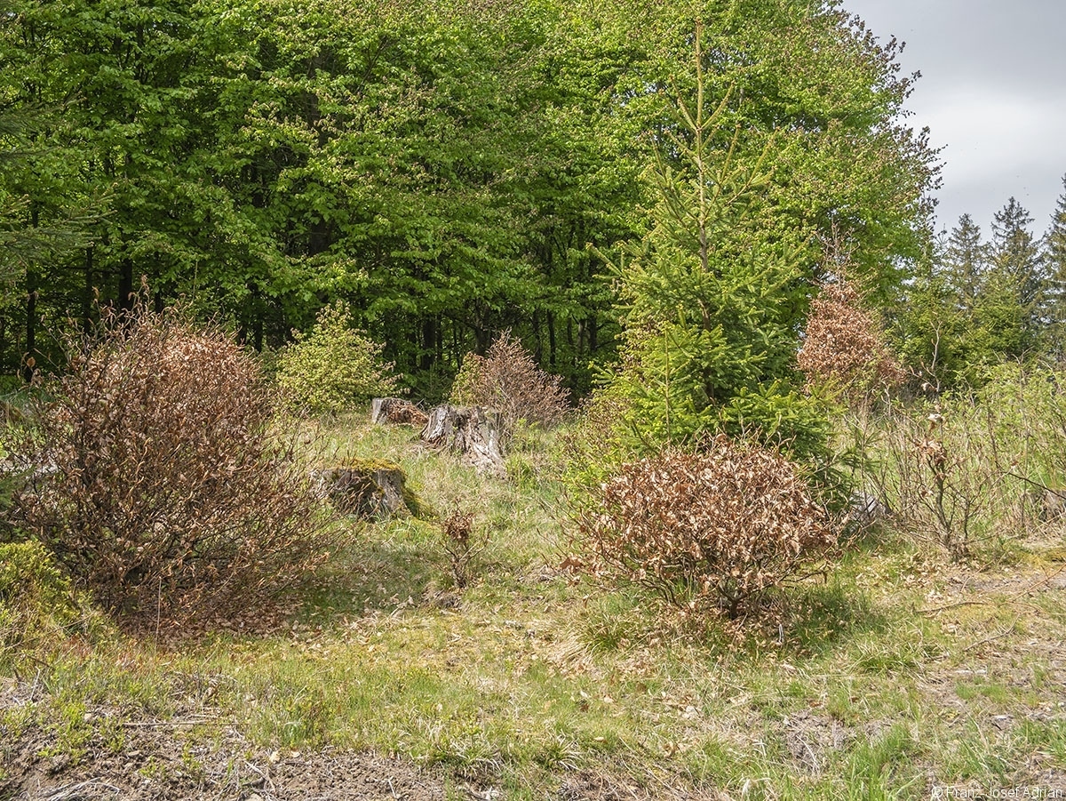 Eckertalsperre_Pflanzung_2