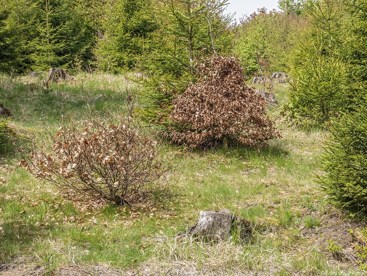 Eckertalsperre_Pflanzung_3