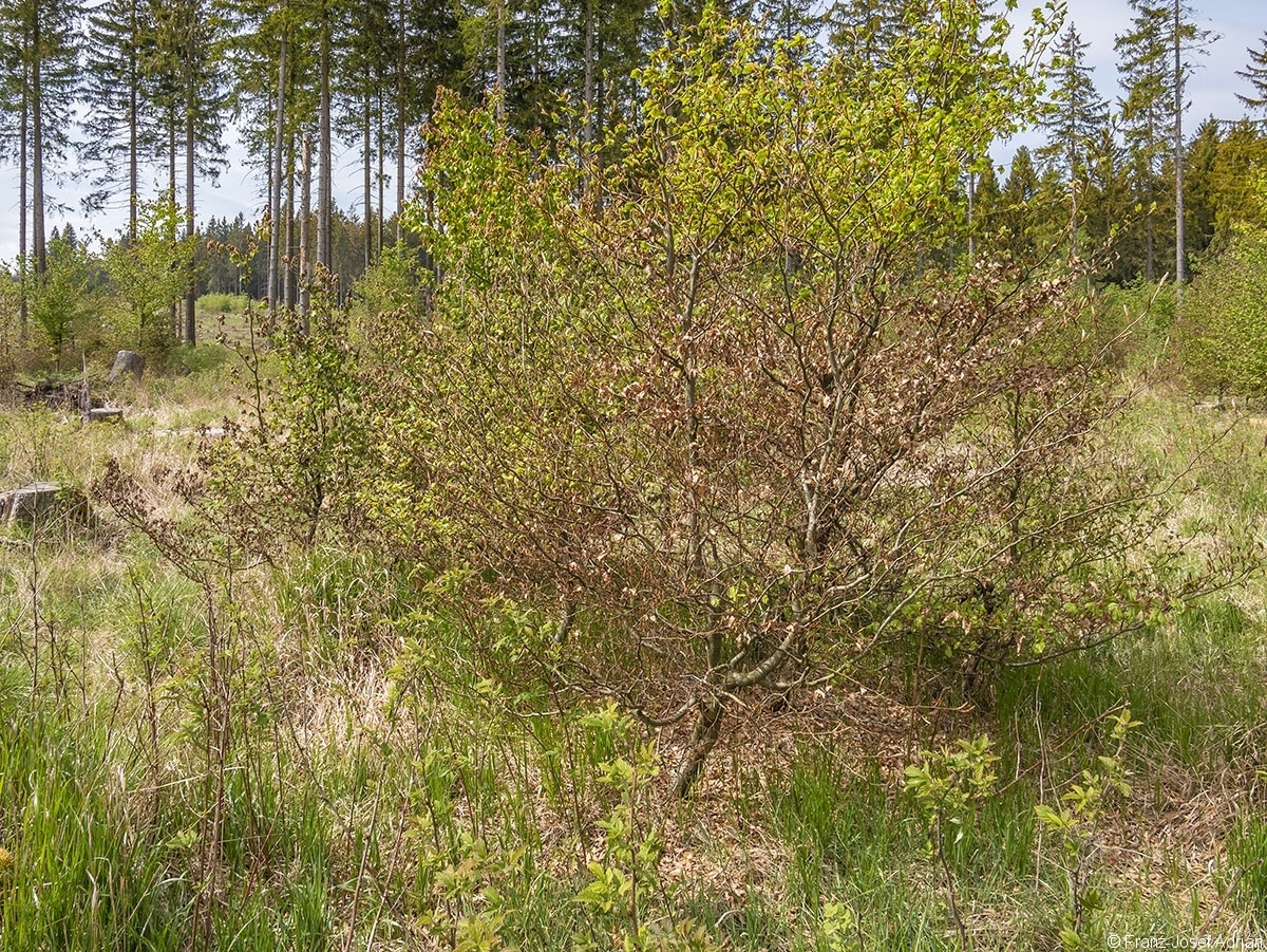 Eckertalsperre_Pflanzung_4