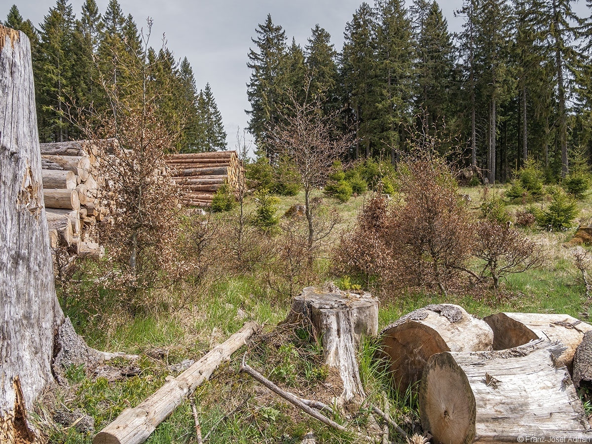 Eckertalsperre_Pflanzung_5