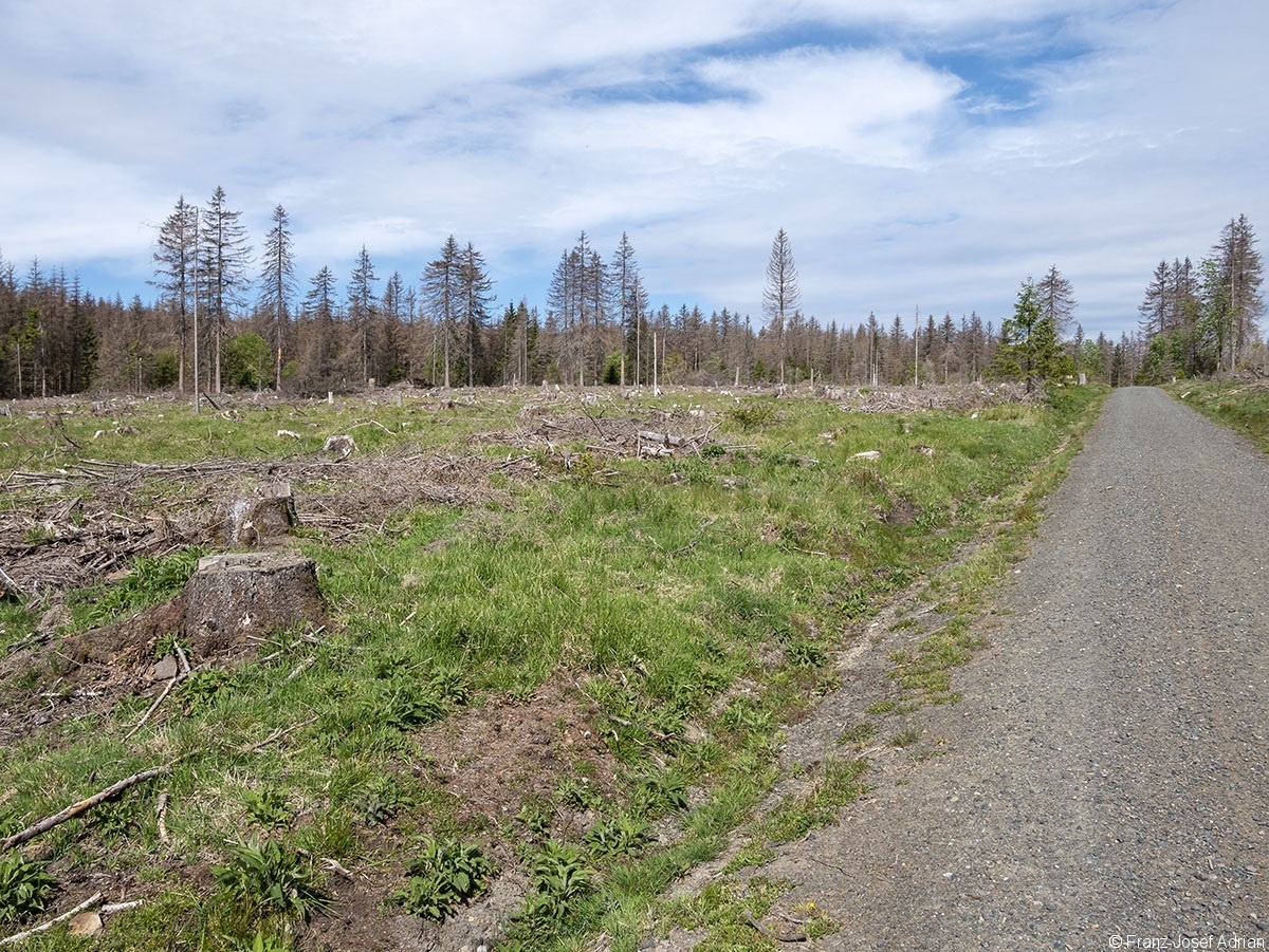 Koenigskrug_1