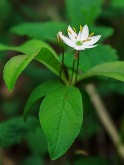 Europäischer Siebenstern (Trientalis europaea)