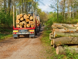 vollbeladener Holztransporter der Firma Siepmann mit Anhänger