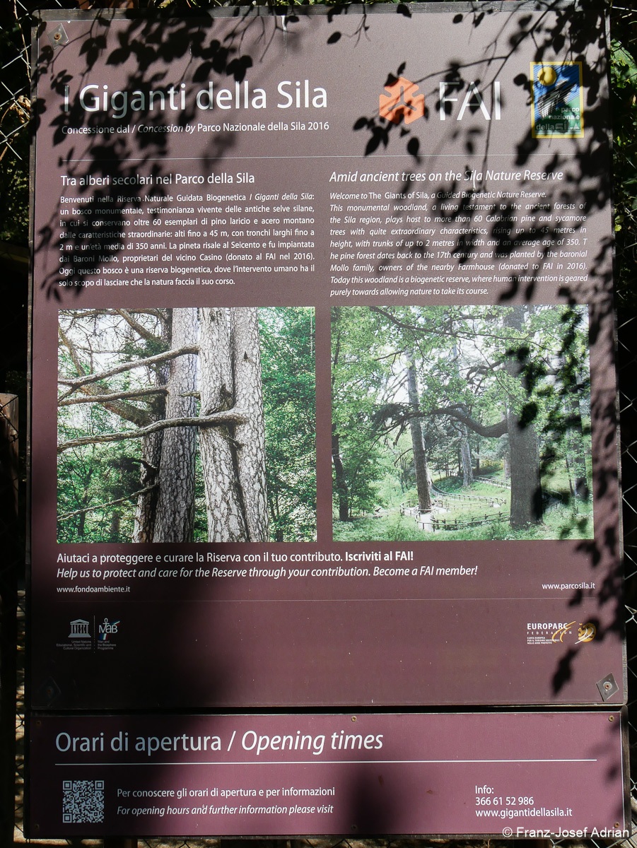 Giganti-Sila-2