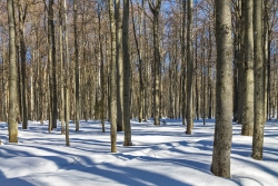 Urtümlicher Bergmischwald am Simandlruck