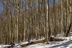 Urtümlicher Bergmischwald am Simandlruck