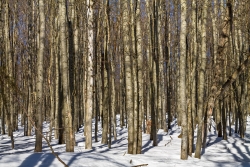 Urtümlicher Bergmischwald am Simandlruck