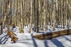 Urtümlicher Bergmischwald am Simandlruck