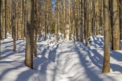 Urtümlicher Bergmischwald am Simandlruck