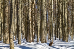 Urtümlicher Bergmischwald am Simandlruck