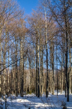 Urtümlicher Bergmischwald am Simandlruck