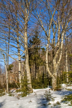 Urtümlicher Bergmischwald am Simandlruck