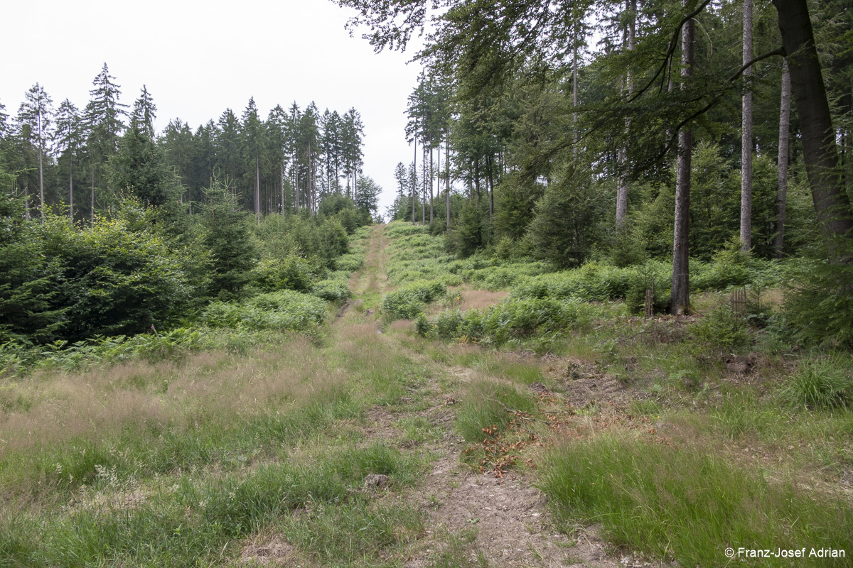 Wildnisgebiet_Solling-1