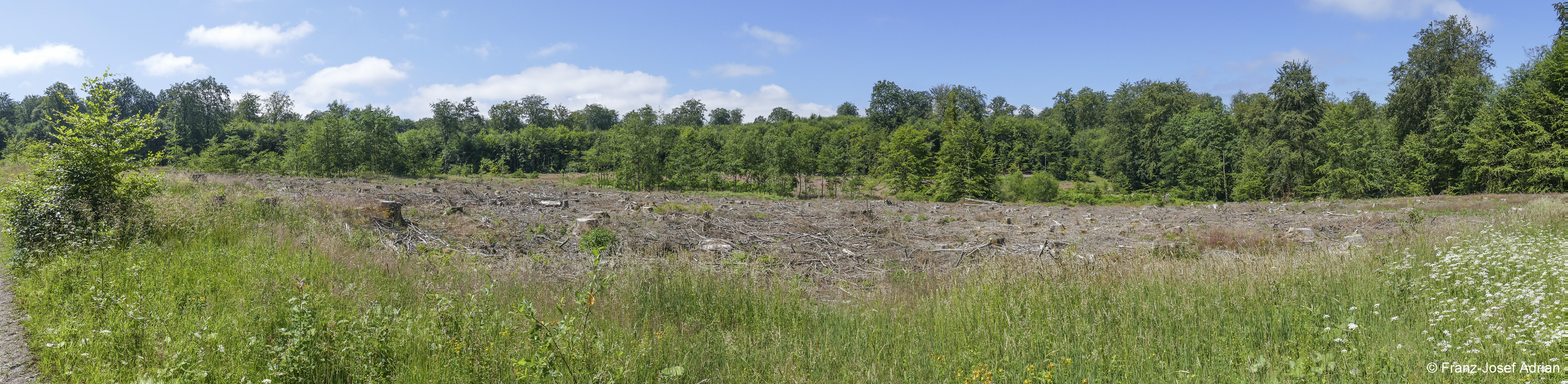Wildnisgebiet_Solling-10