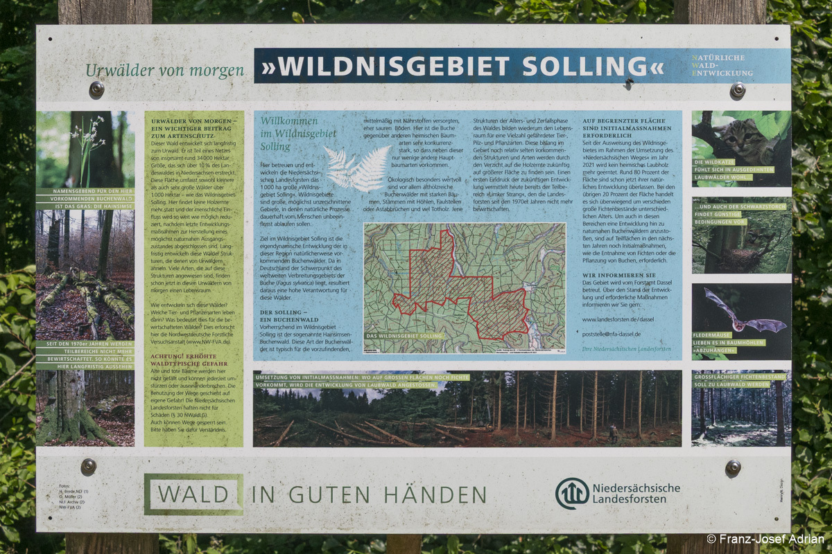 Wildnisgebiet_Solling-12