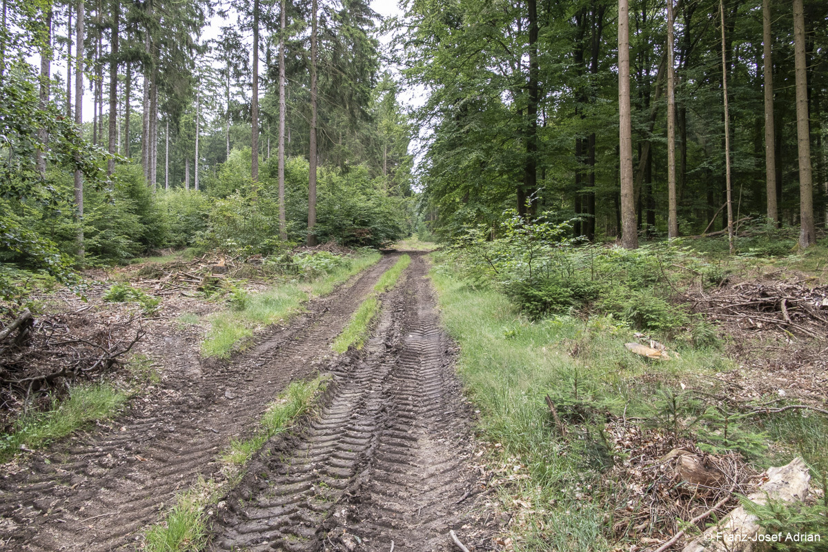 Wildnisgebiet_Solling-2