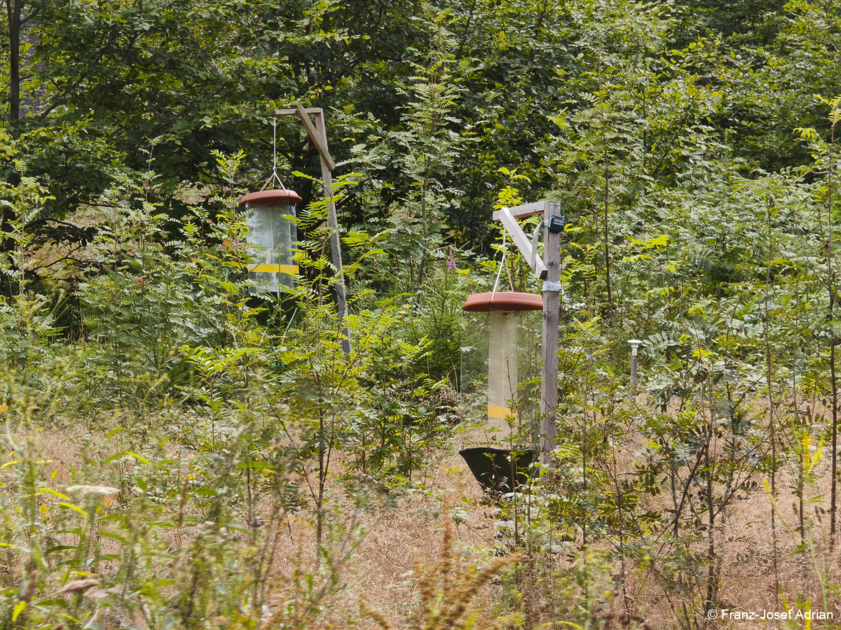Wildnisgebiet_Solling-21