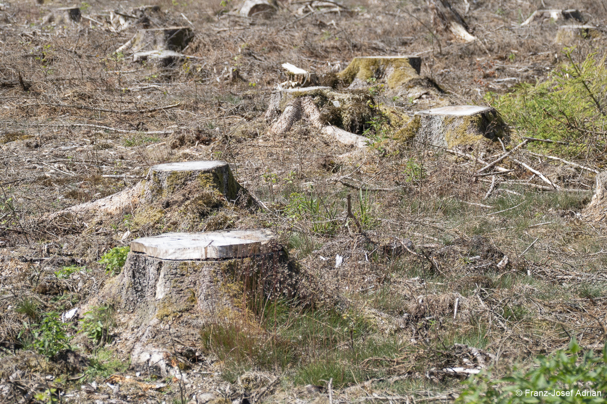 Wildnisgebiet_Solling-22