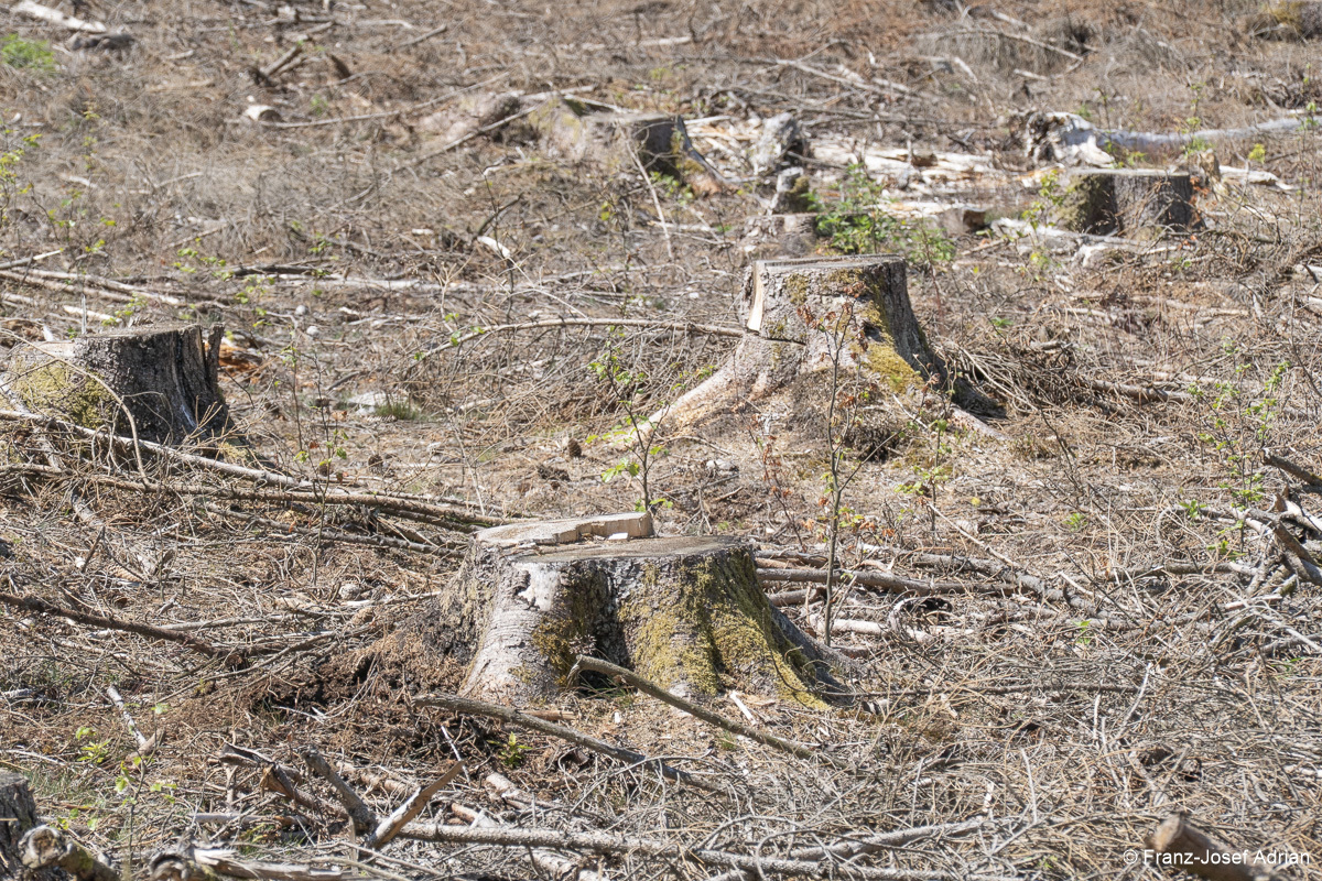 Wildnisgebiet_Solling-24