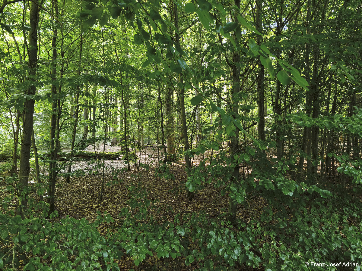 Wildnisgebiet_Solling-25