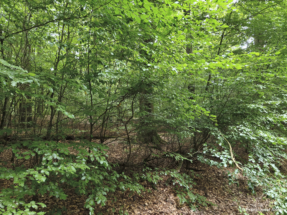 Wildnisgebiet_Solling-26