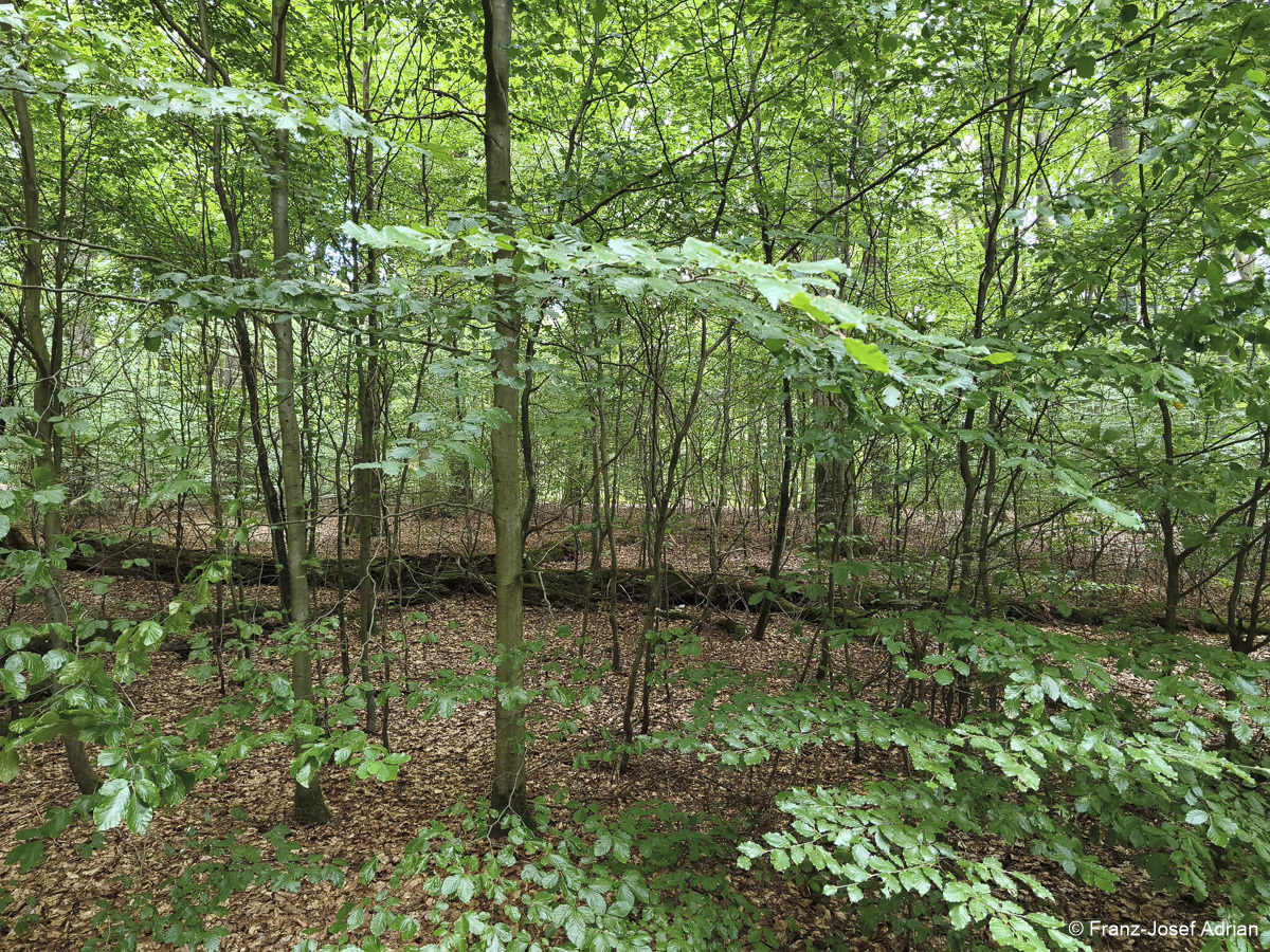 Wildnisgebiet_Solling-27