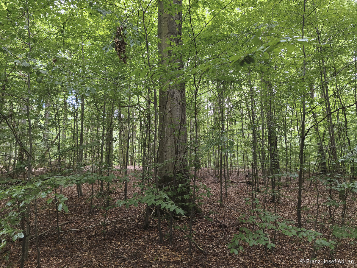 Wildnisgebiet_Solling-28