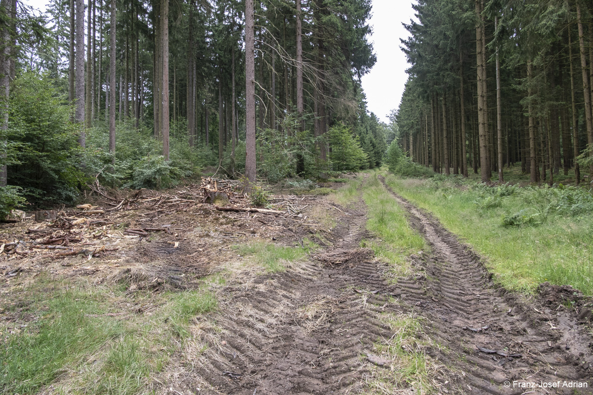 Wildnisgebiet_Solling-3