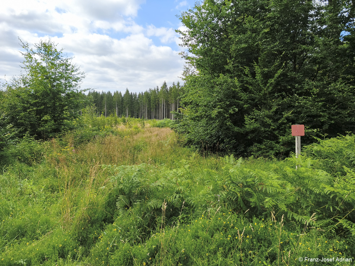 Wildnisgebiet_Solling-31