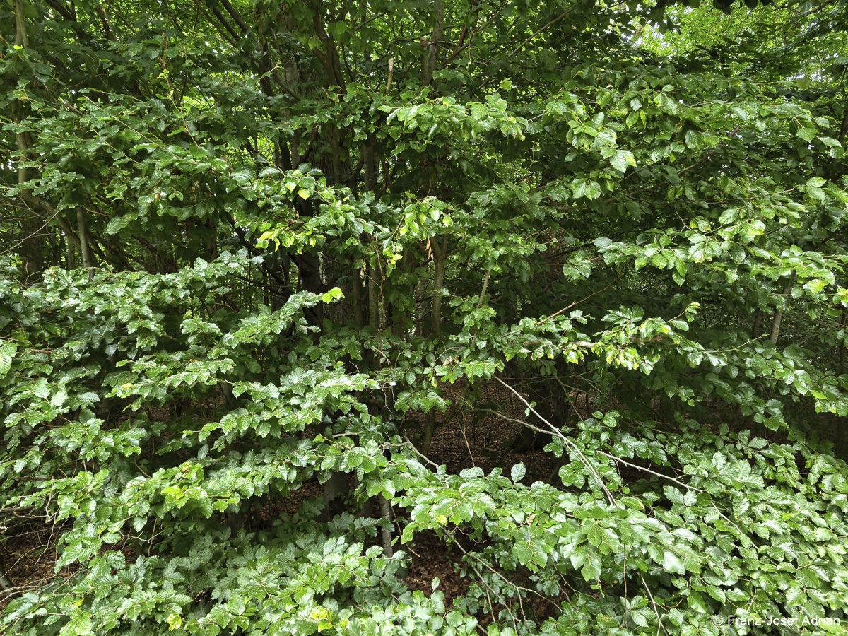 Wildnisgebiet_Solling-32