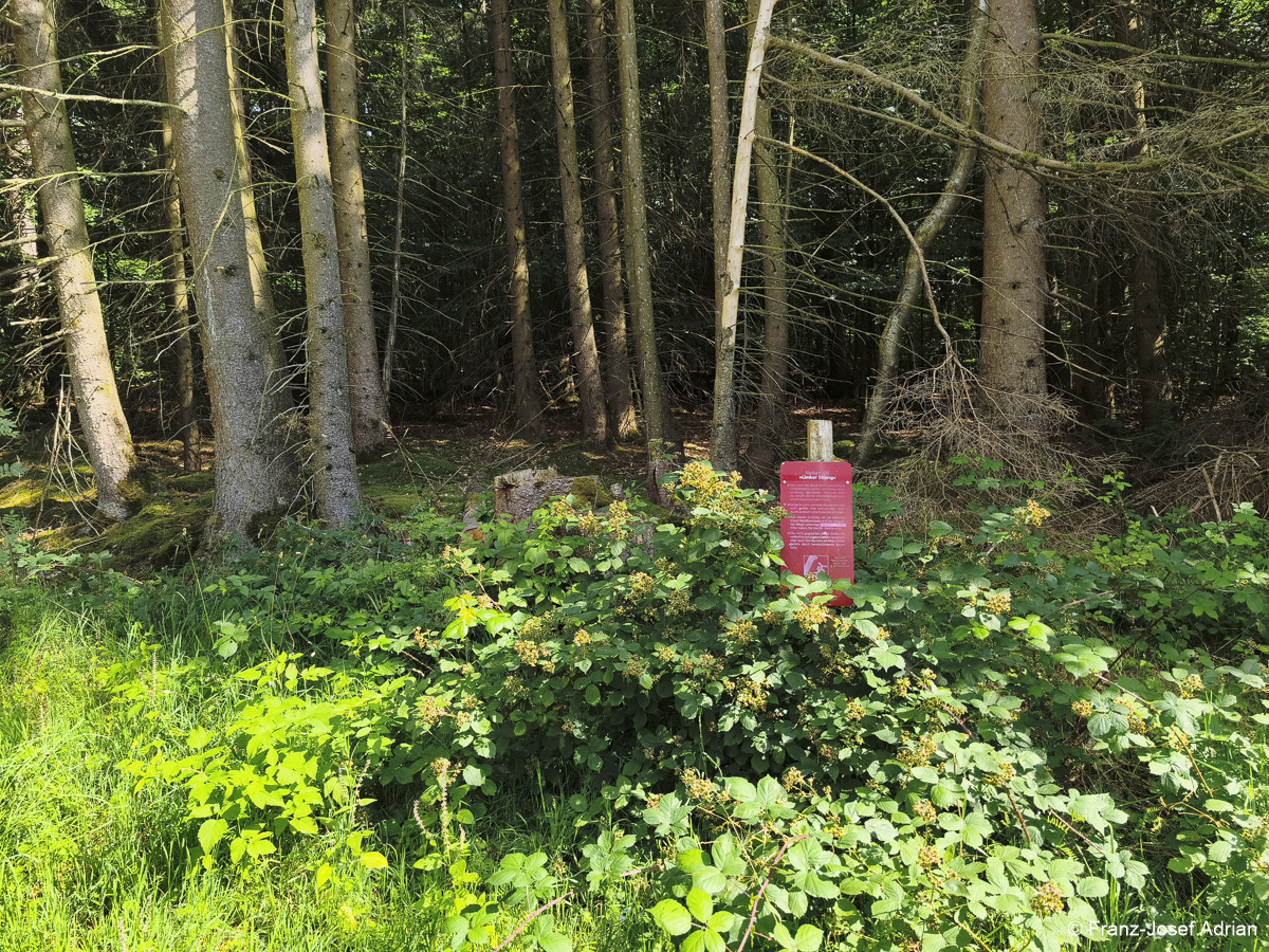Wildnisgebiet_Solling-34