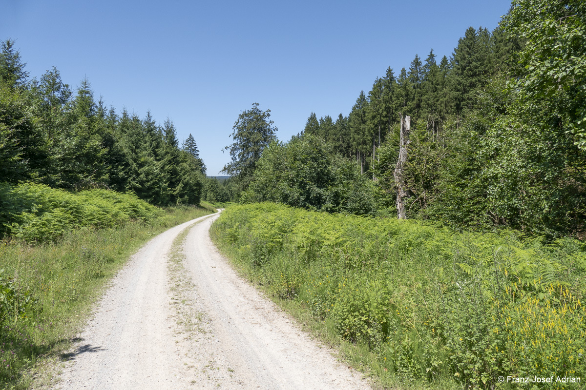 Wildnisgebiet_Solling-35