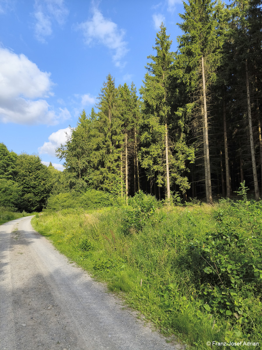 Wildnisgebiet_Solling-41