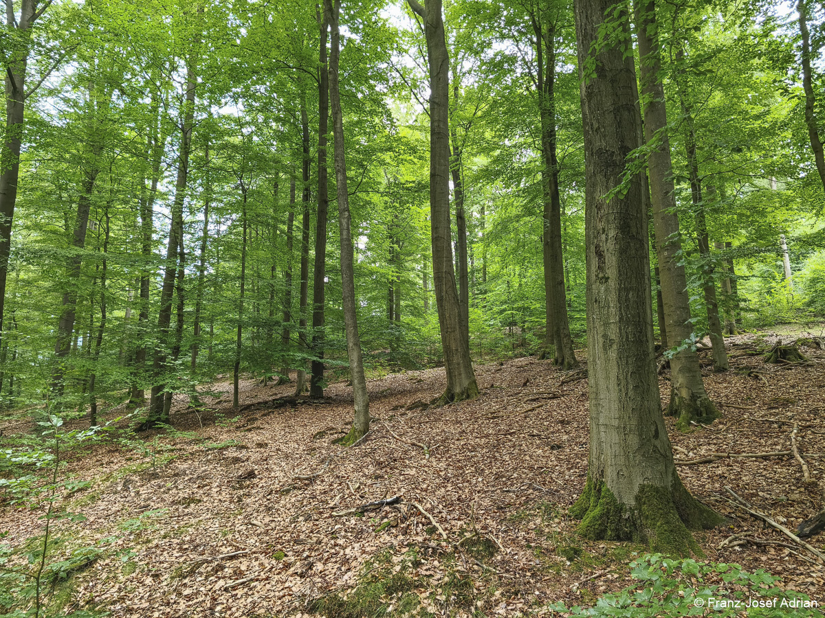 Wildnisgebiet_Solling-42