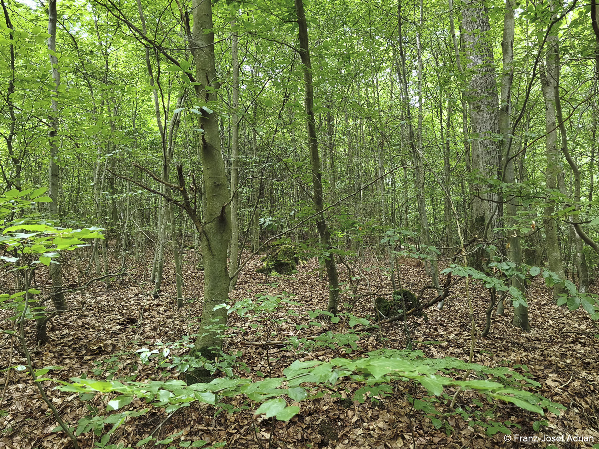 Wildnisgebiet_Solling-43