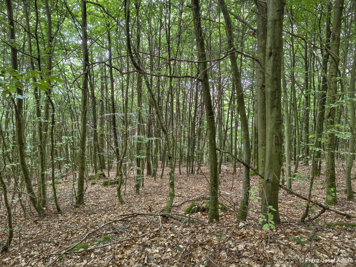 Wildnisgebiet_Solling-44
