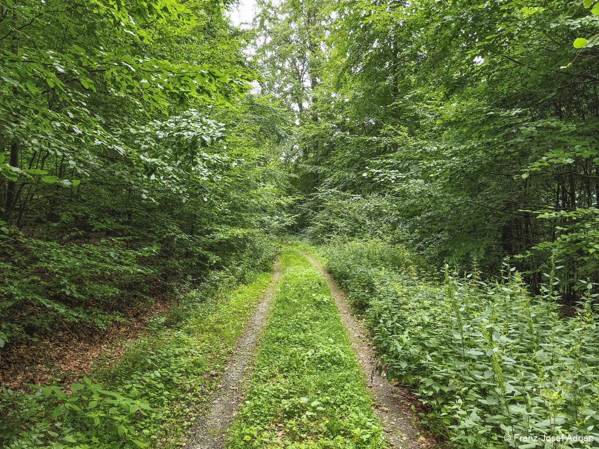 Wildnisgebiet_Solling-58