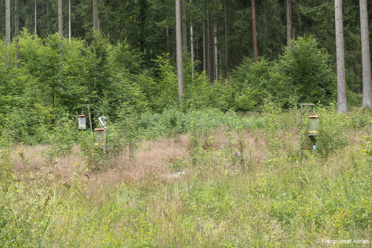 Wildnisgebiet_Solling-6