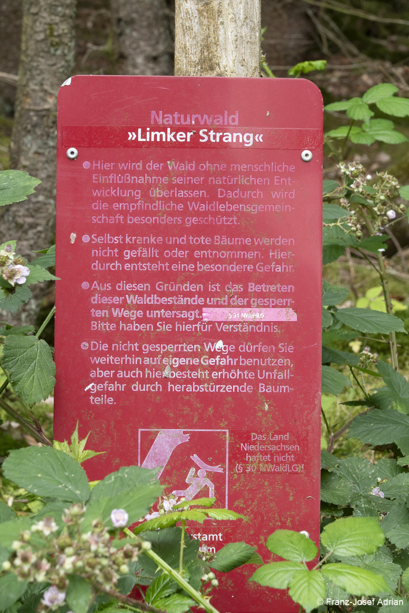 Wildnisgebiet_Solling-9