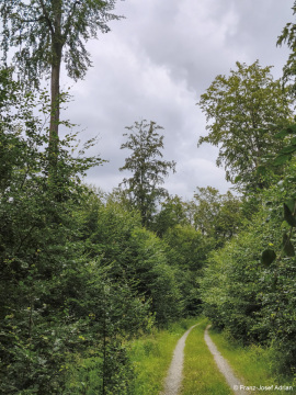 Wildnisgebiet_Solling-13