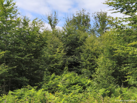 Wildnisgebiet_Solling-14